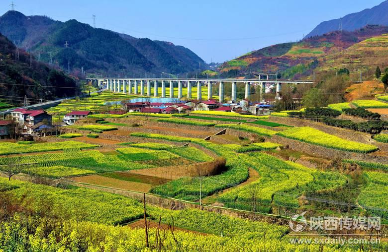 3月23日,宁强县大安镇金牛驿的梯田油菜花开的格外鲜艳.