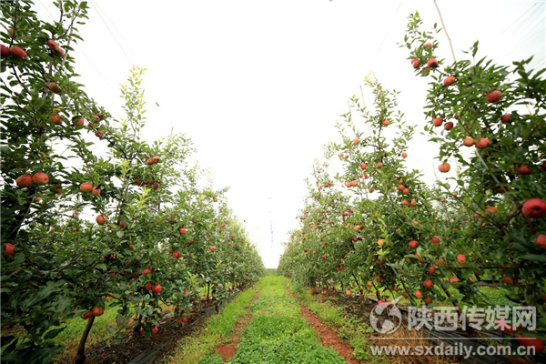 千阳苹果开售 海升携手阿里巴巴助力陕西千阳现代农业发展