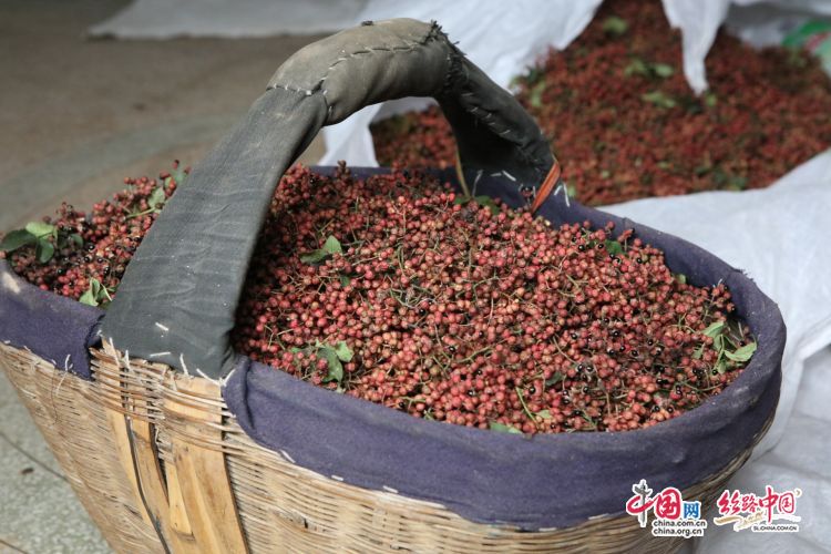 赵峰村花椒种植户宁金生家里已采收的花椒.