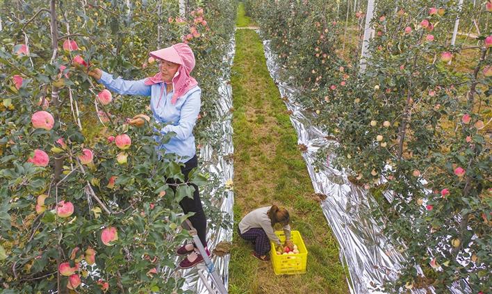 凤翔果园丰收忙 4万亩早熟苹果陆续上市