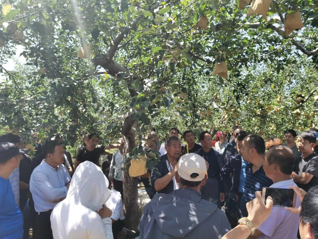 榆林市榆阳区开展山地果树栽培与管理技术专题培训