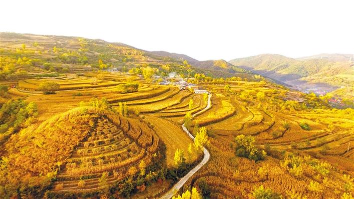 丰收 三秦大地上的最美风景