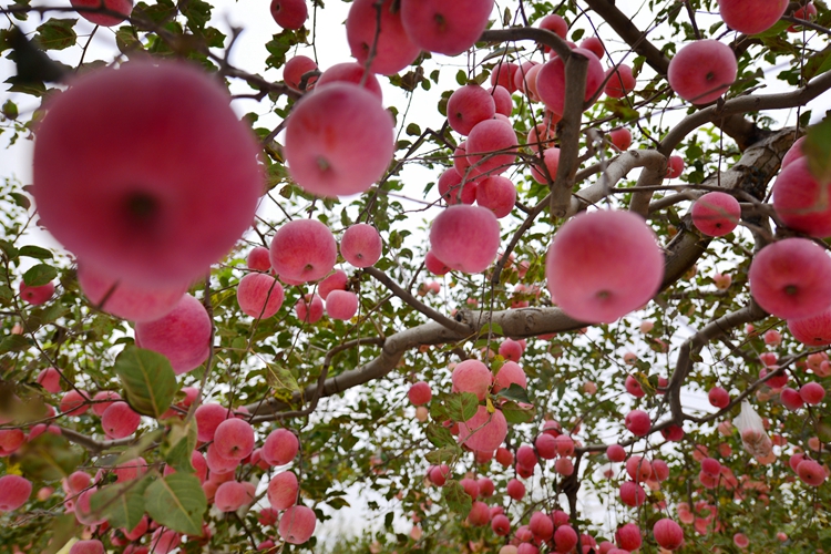 延安市宝塔区:苹果树领养受热捧 打造现代果业管理新