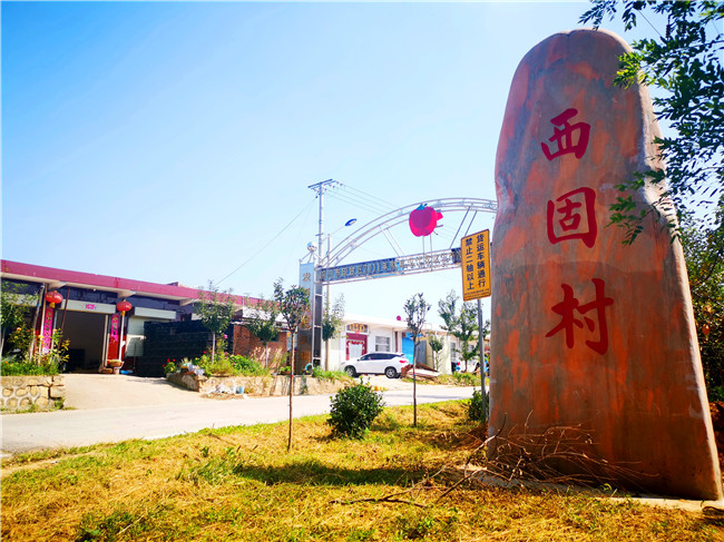 走进铜川市印台区广阳镇西固村的田间地头,房前屋后,随处可见一箱箱红