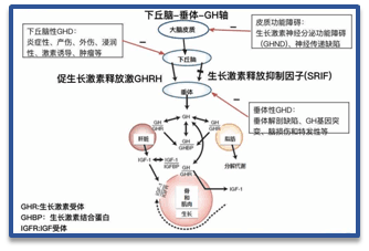 生长激素能否帮助孩子长高临床专家来聊一聊