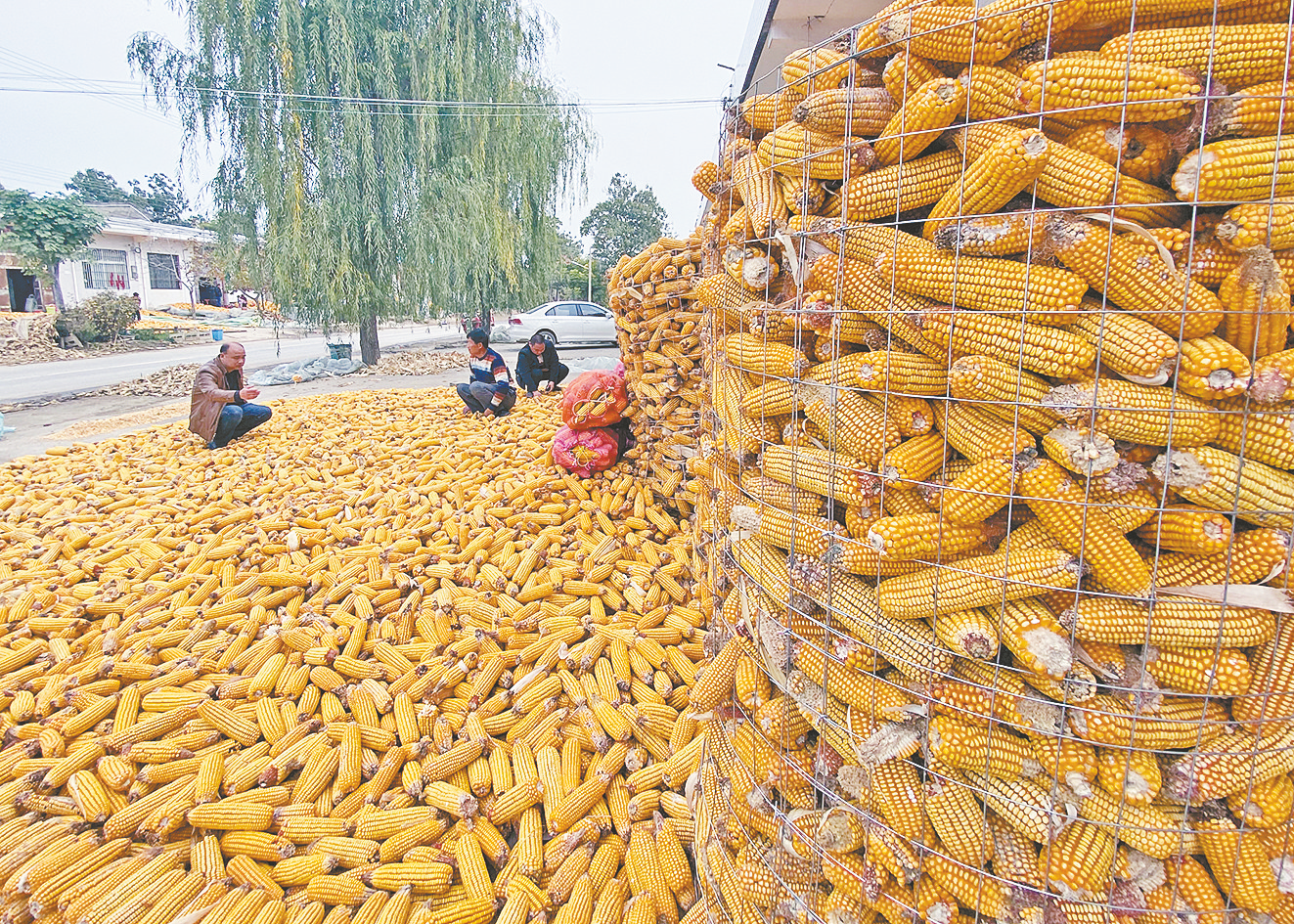 10月31日,在大荔县羌白镇南德村,随处可见玉米丰收粮满仓的景象.