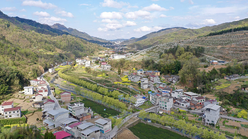 近年来,汉滨区大力发展以大竹园,双龙,瀛湖,流水等镇为核心的富硒茶