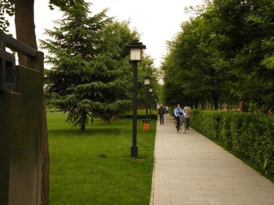 唐延路林带 图/