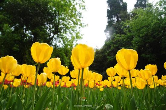 兴庆宫郁金香 图/@壹壹零V