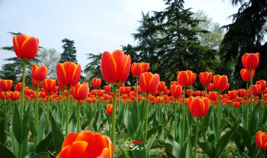 兴庆宫郁金香 图/@壹壹零V