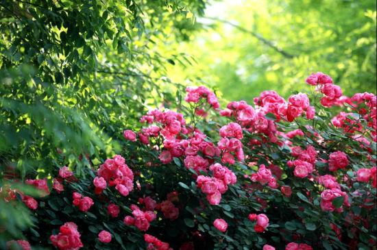 西安牡丹苑 图/@热拿铁latte