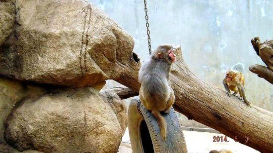 秦岭野生动物园 图/小诚wamddn2