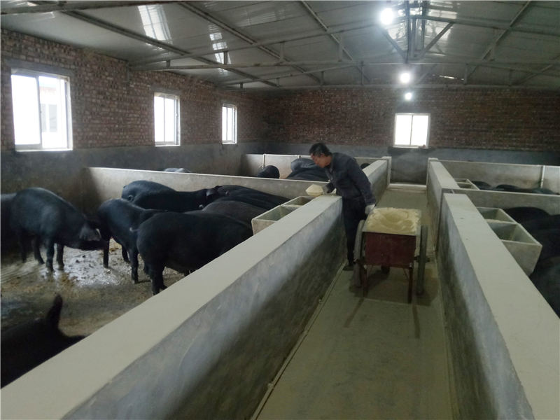 秦俊来饲养黑土猪"村集体以1元/斤价格收购贫困户土豆,加工成粉条换成