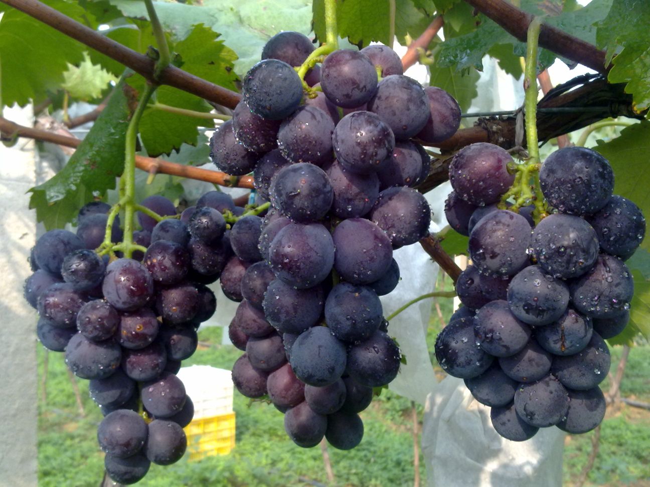 西安灞桥葡萄美味再升级快来白鹿原体验葡萄文化盛宴