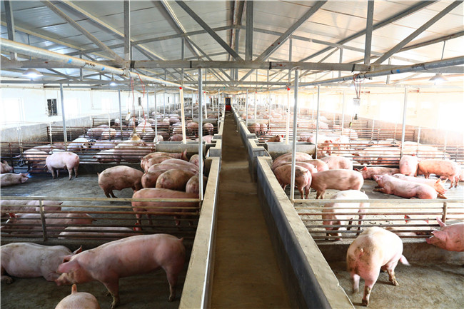 新希望引领生猪产业托起宜君群众致富梦