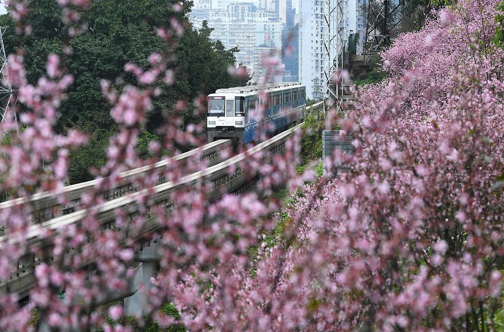 在山城重慶,一輛輕軌列車經過位於重慶軌道交通佛圖關段旁的梅花花海