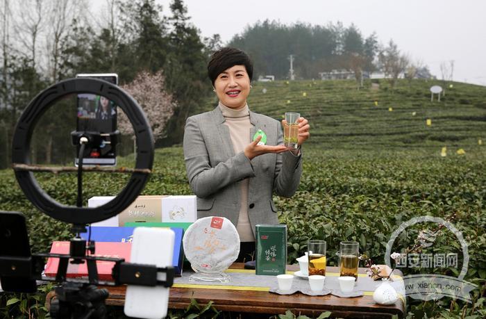女县长变身主播在线推介紫阳富硒茶 引百万网友关注点赞