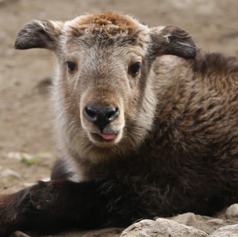 陕西省林业科学院珍稀野生动物救护基地喜迎三只新生羚牛宝宝