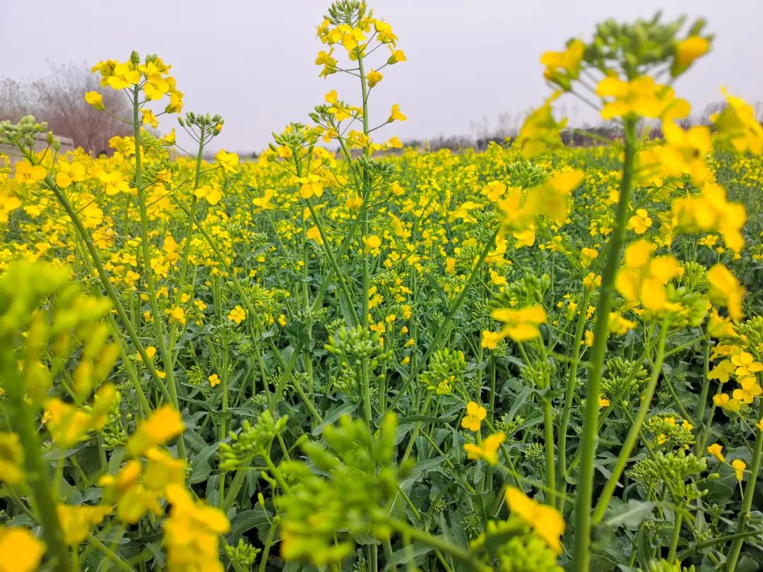 春暖花开泾河新城千亩油菜花竞相绽放