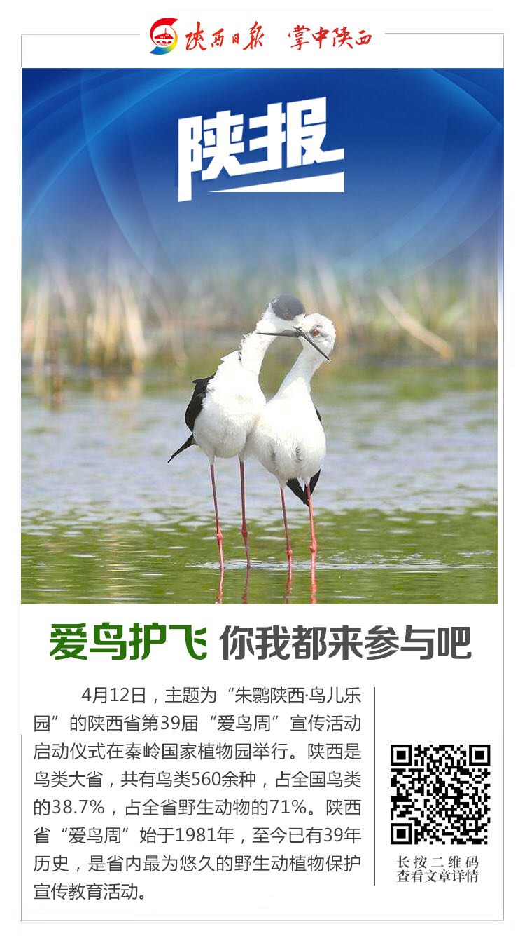 4月12日,成群的黑翅长脚鹬在西安市北郊幸福渠入渭口湿地,成双成对地