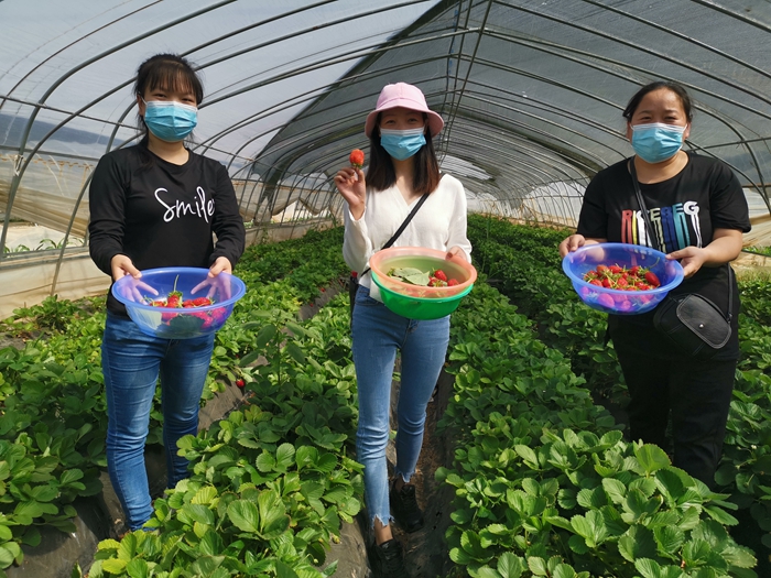 西安临潼区：电商包销农产品 产业惠农助脱贫
