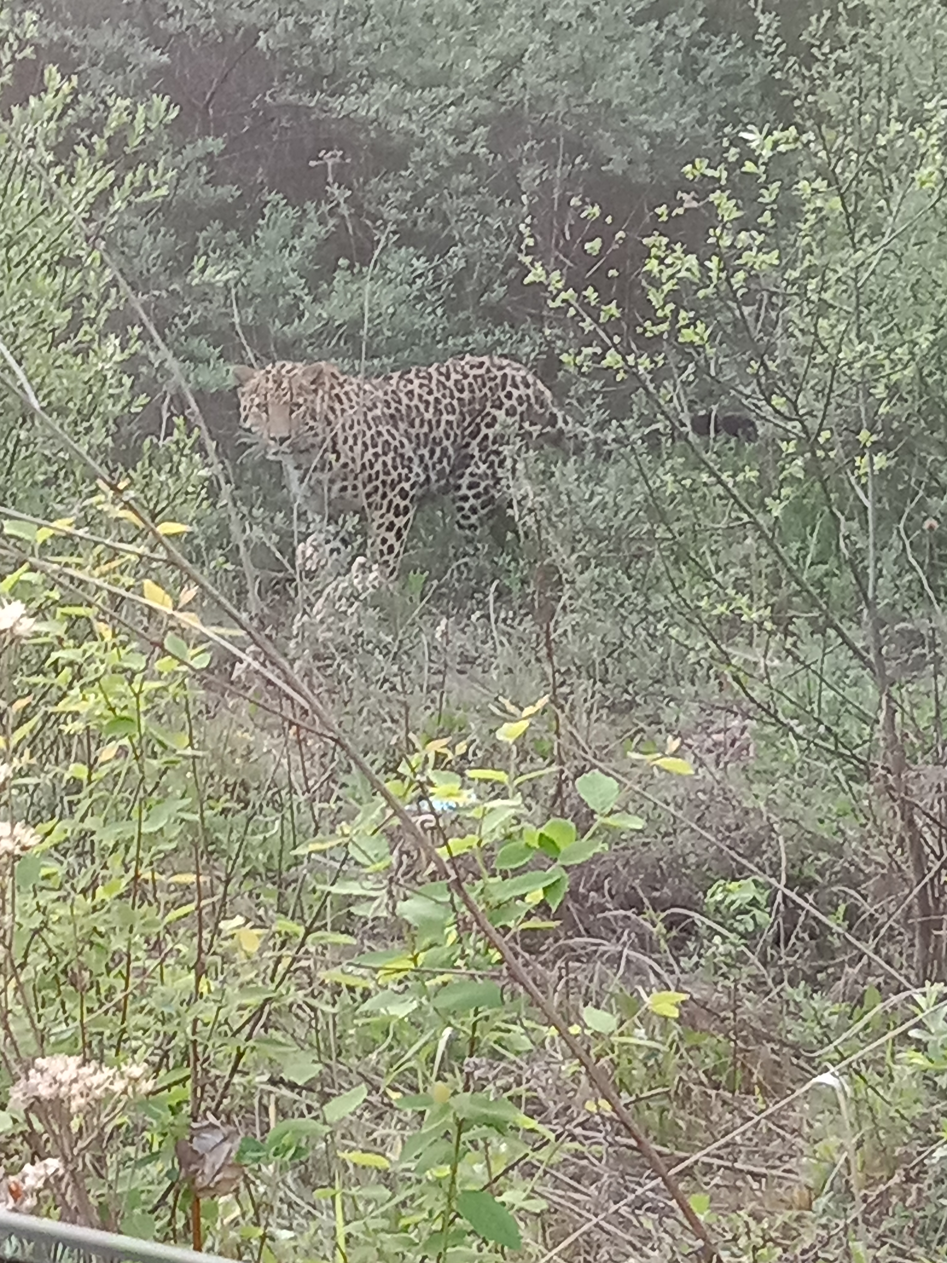 陕西旬邑县马栏林区发现金钱豹