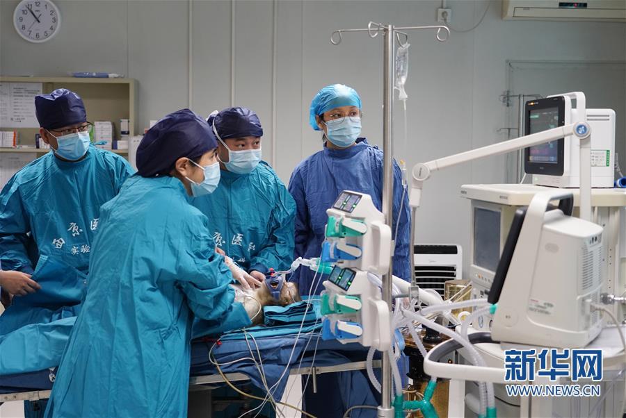 西京医院顺利实施猪-猴异种多器官移植