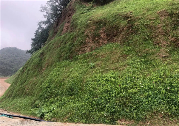 秦草生态践行生态复绿项目工作