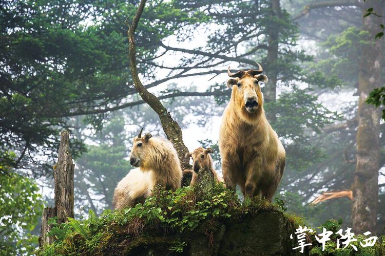秦岭地区野生动物图片