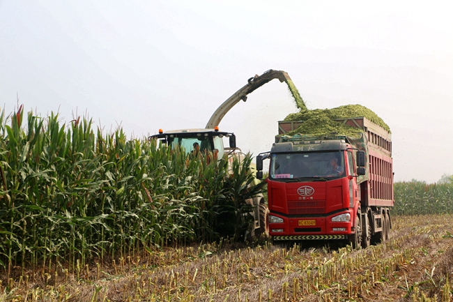 告别徒手掰玉米 机械化收割让农民省时又省力