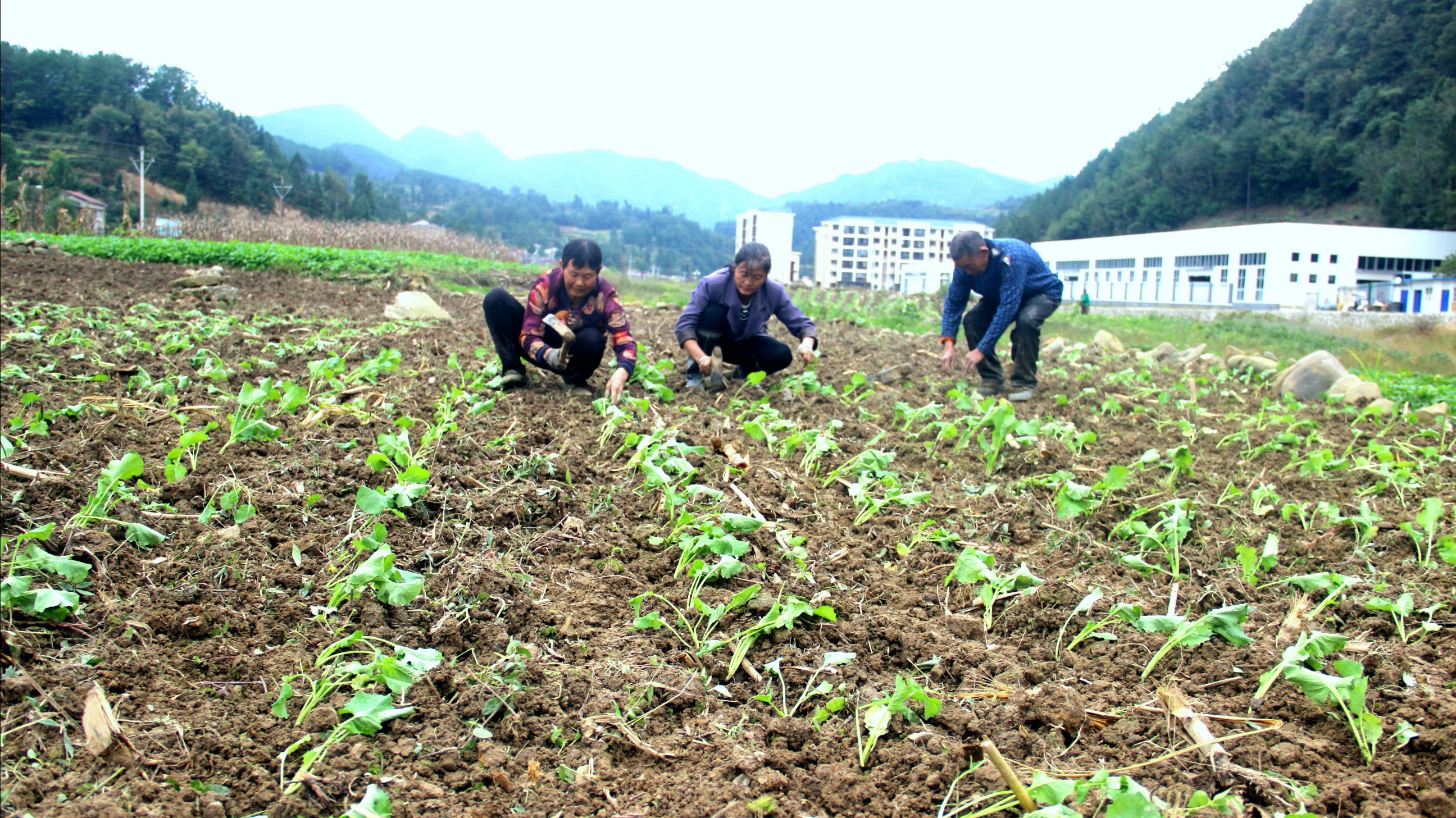 镇巴县赤南镇15万元打造油菜基地助力汉中油菜花节