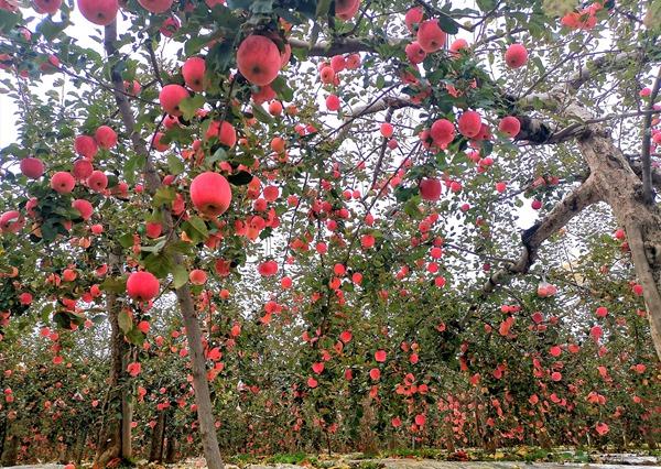 价格高且稳市场销售快洛川苹果正在热销