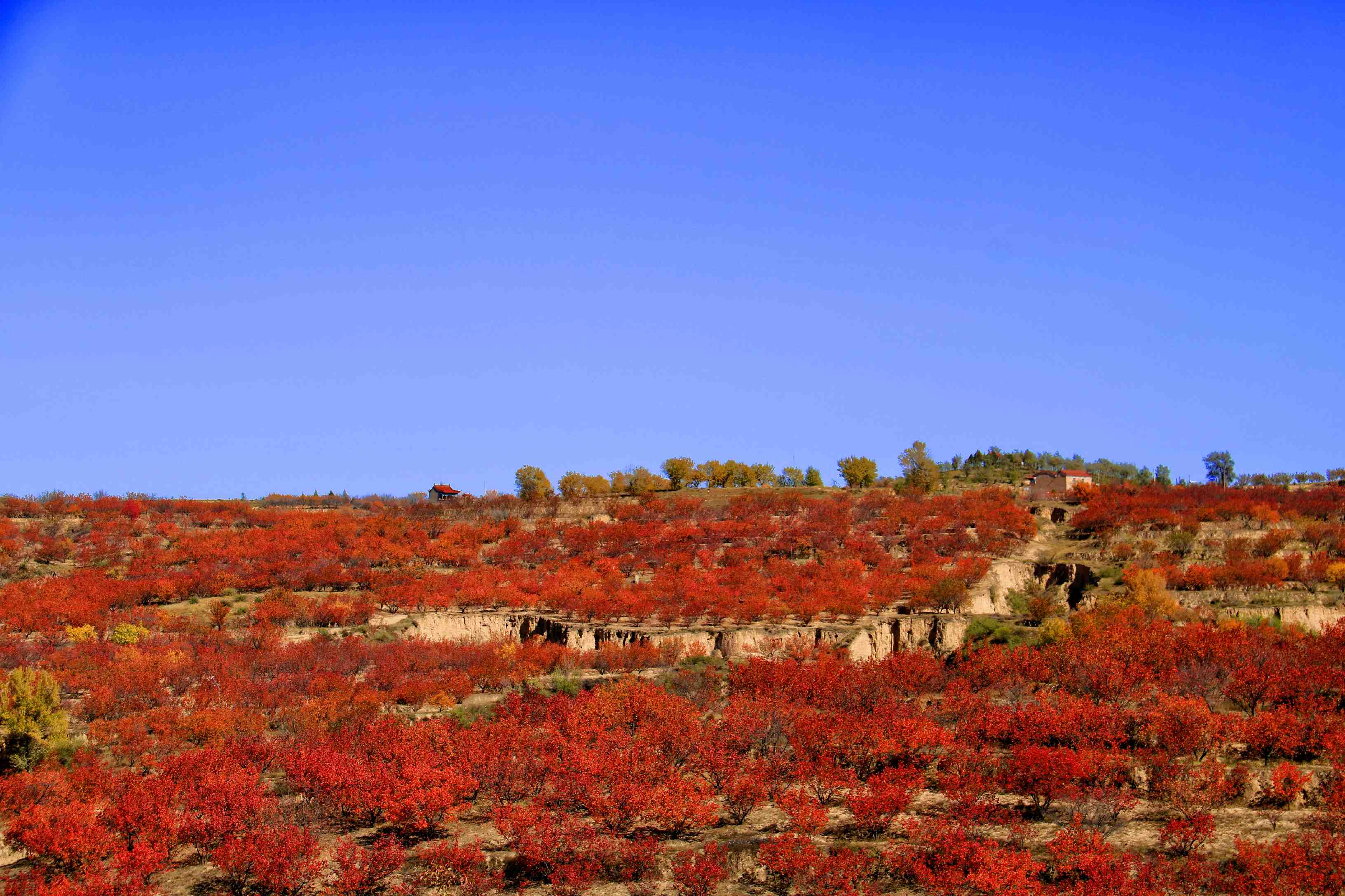 陕西榆阳古塔镇举行直播带货促脱贫活动