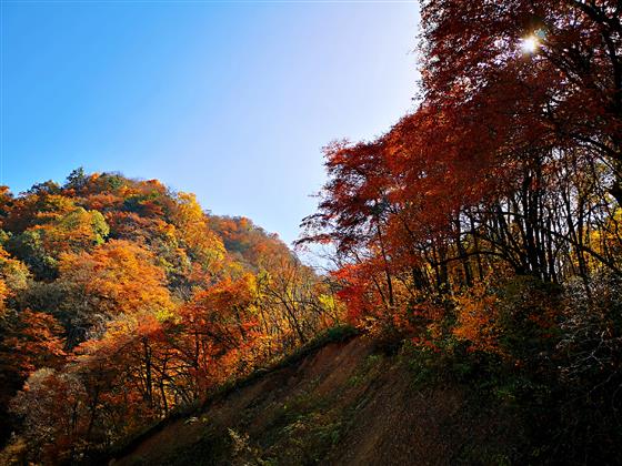 龙头山：绽放最美的秋色