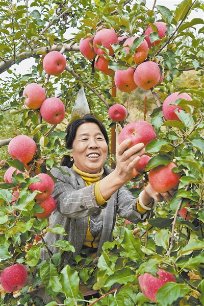 绥德苹果图片