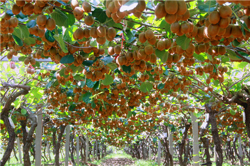 (加急 农业部批准在眉县建设全国唯一的国家级猕猴桃批发市场 附链接)“十四五”擘画新蓝图 陕西眉县将努力建成全球猕猴桃标准化引领区