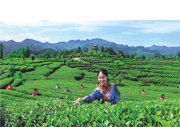 汉中成为西北地区最大的茶产业基地