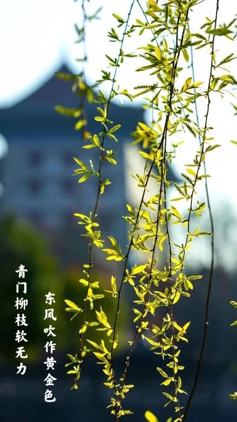 青门柳枝软无力,东风吹作黄金色.