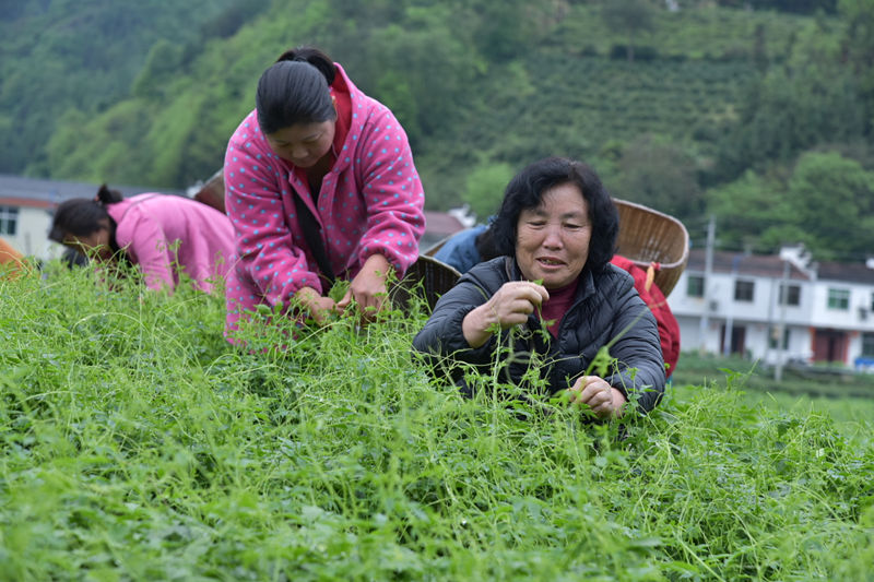 21国际茶日"中国·平利绞股蓝开园节活动在平利县广佛镇塘坊村举行.