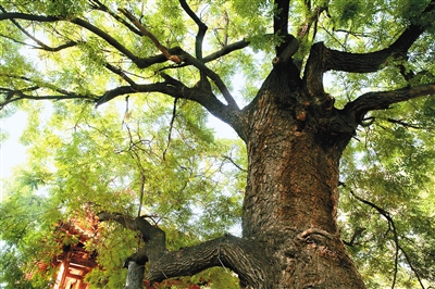 在西安街头,数量最多的行道树是国槐(中国槐),这与国槐作为西安市市树