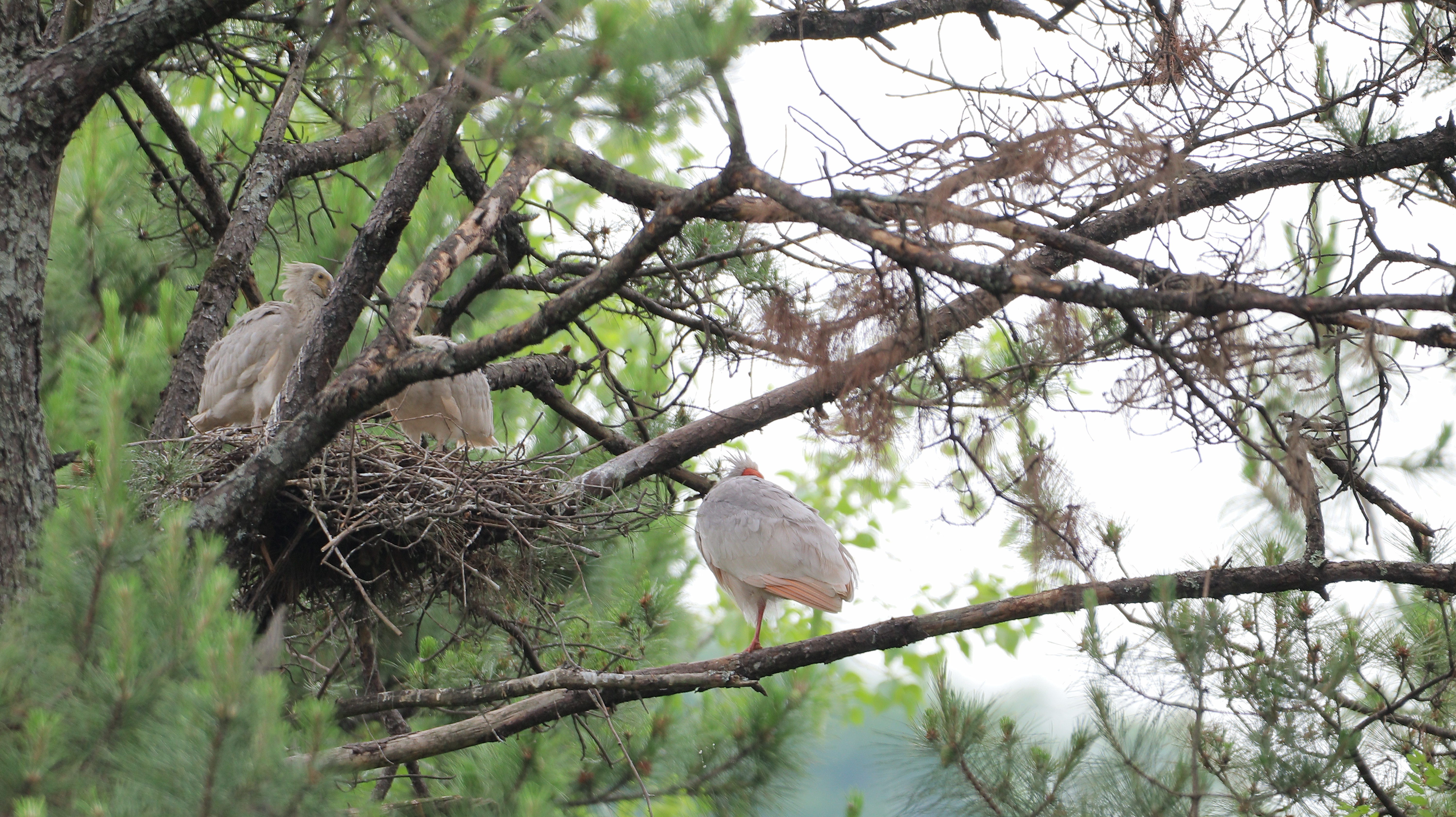 东方明珠朱鹮在佛坪野外孵化雏鸟顺利离巢