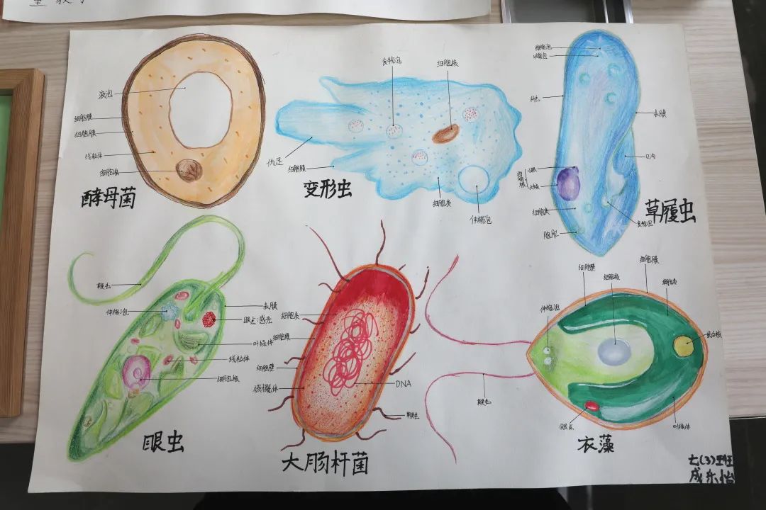 衣藻细胞结构图手绘图片