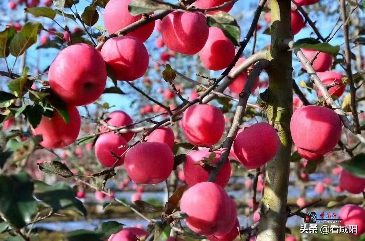 【增量提质保预期】长武:苹果红了,农民笑了!