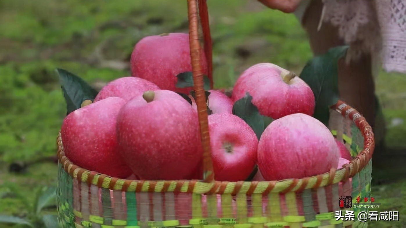 【增量提质保预期】长武:苹果红了,农民笑了!