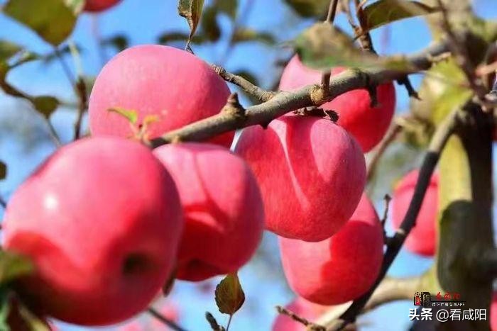 【增量提质保预期】长武:苹果红了,农民笑了!