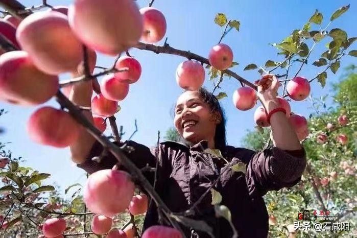【增量提质保预期】长武:苹果红了,农民笑了!