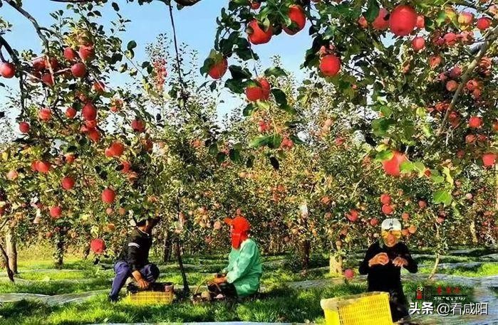 【增量提质保预期】长武:苹果红了,农民笑了!