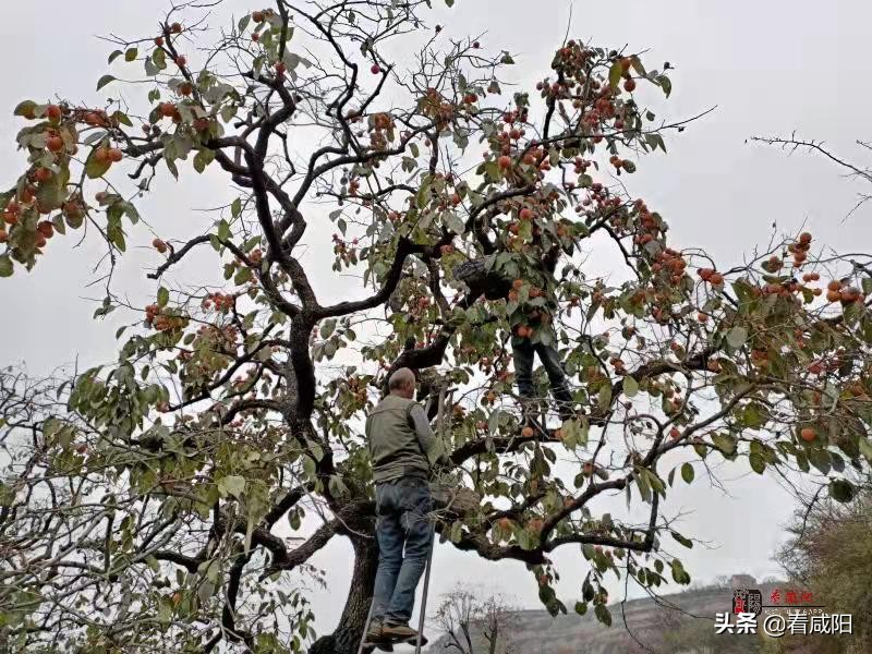 【增量提质保预期】彬州:“柿”丰收,是真金白银,也是火红产业