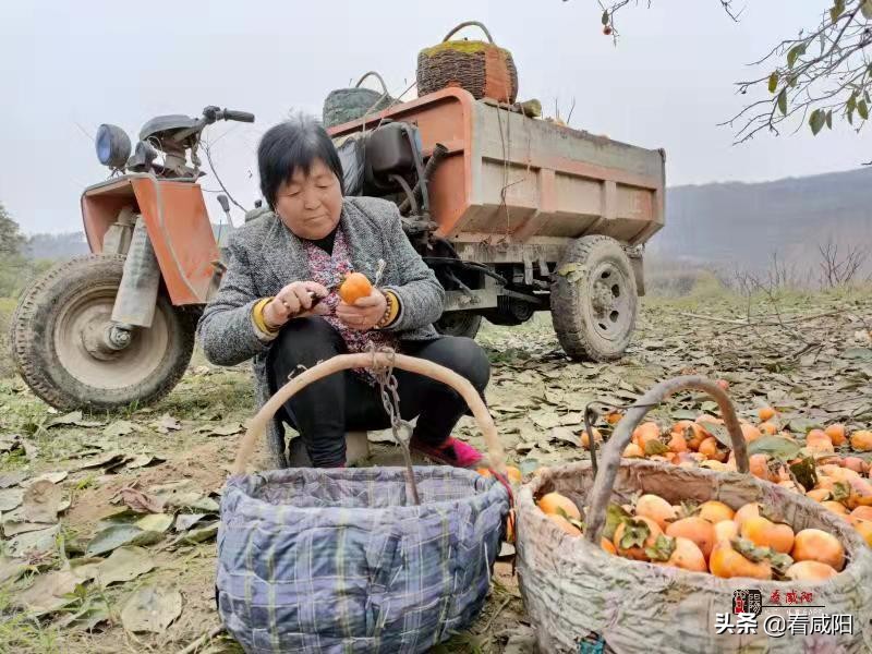 【增量提质保预期】彬州:“柿”丰收,是真金白银,也是火红产业