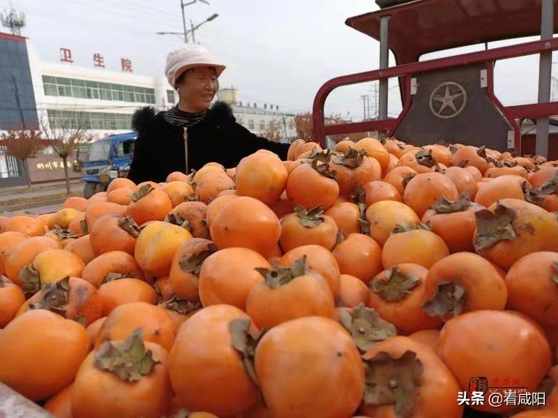【增量提质保预期】彬州:“柿”丰收,是真金白银,也是火红产业